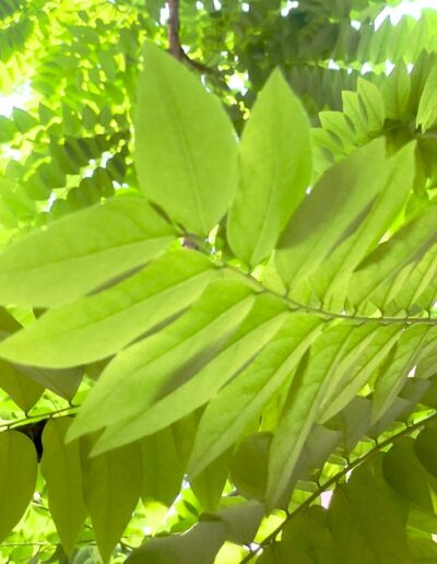 Sunlight filtering through green leaves in the quiet natural surroundings of Tattsa in Chennai.