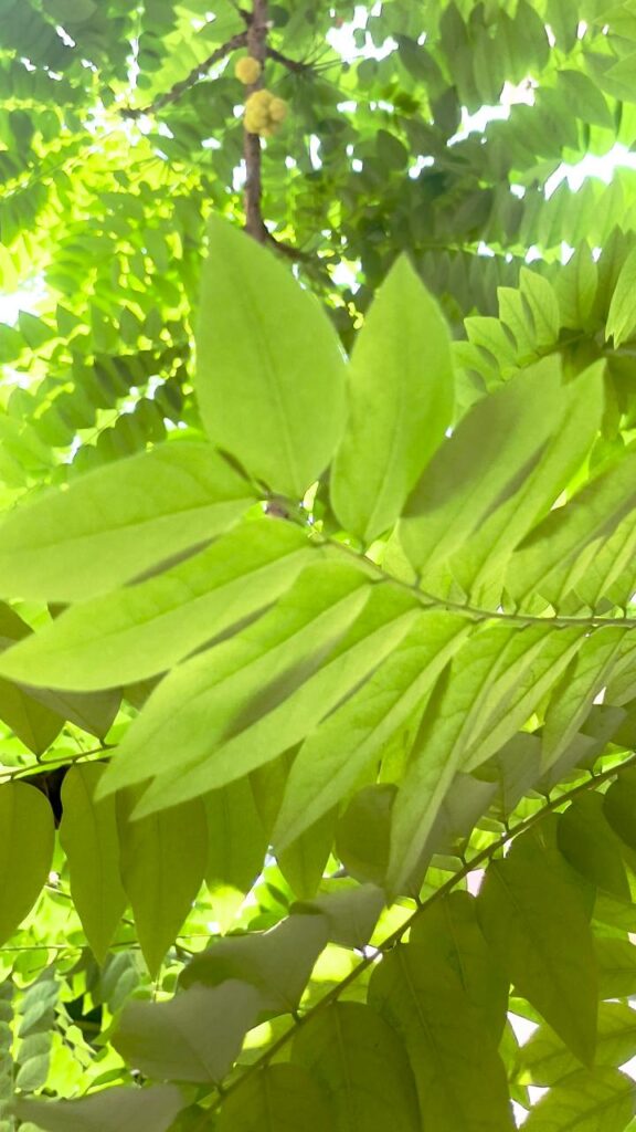 Sunlight filtering through green leaves in the quiet natural surroundings of Tattsa in Chennai.